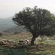 Sheeps Under A Tree - VideoHive Item for Sale