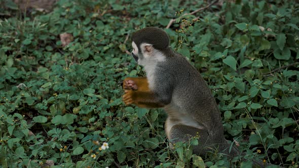 Squirrel Monkey Foraging In A Tropical Forest - wide shot