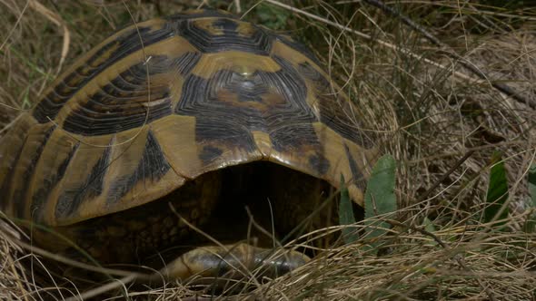 Turtle in nature 4K UHD 2160p  footage - Tortoise natural outdoor 3840X2160 UHD video