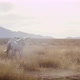 Horse and foal in the valley - VideoHive Item for Sale