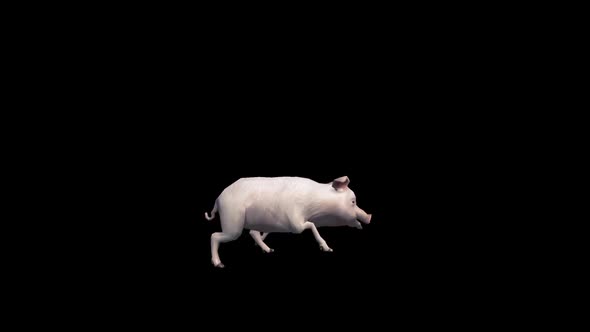 Pig Run Transparent Alpha Loop