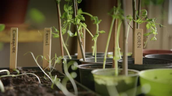 Growing vegetables at home during lockdown, micro greens, tracking right