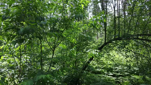 Beautiful Green Forest on a Summer Day Slow Motion