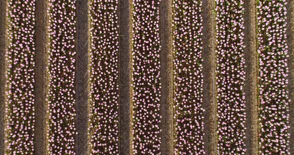 Aerial view of rows of tulips at Keukenhof botanical garden, Lisse, Netherlands.