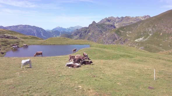 Herd Of Cows Near Puddle Of Water In The Pasture