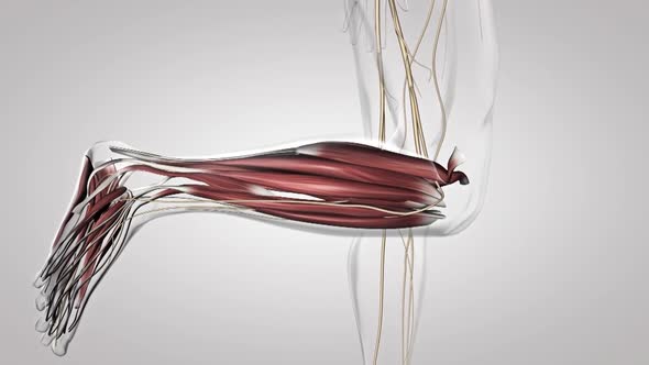 The Human nervous system 3d medical animation