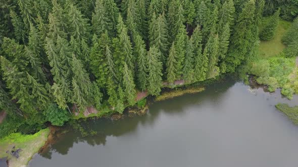 Fir Trees Forest Near Lake Aerial View