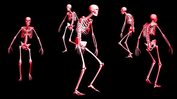 Skeletons 3D Animation