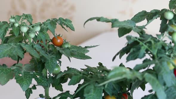 Bush Of Tomatoes In A Pot. Clusters Of Tomatoes Are Visible. Some Are Ripe, Some Are Still Green. Ga