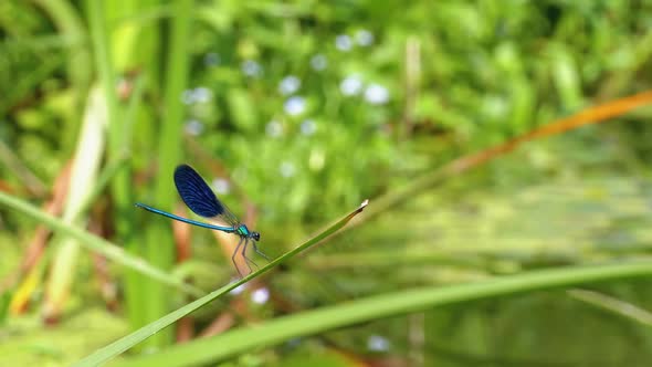 Dragonfly with Blue Wings Sitting on a Branch on a Background of the River