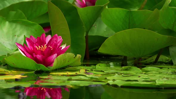 Lotus Flowers On Lake Water 18