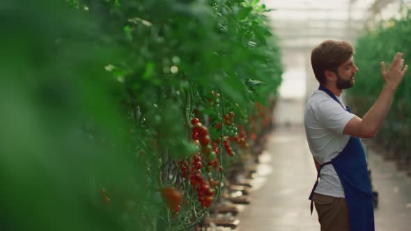 Business Farmers Inspecting Tomatoes Cultivation Progress in Plantation House