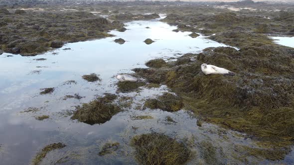 Arctic animal wild life - seal plays awesome moss wide