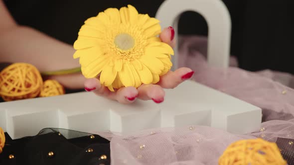 From Above of Crop Anonymous Women with Trendy Red Manicure Holds in His Hands Bright Yellow Gerbera