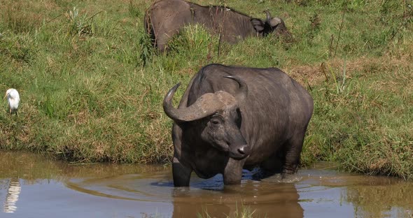 African Buffalo, syncerus caffer, Adult entering water, Nairobi Park in Kenya, Real Time 4K