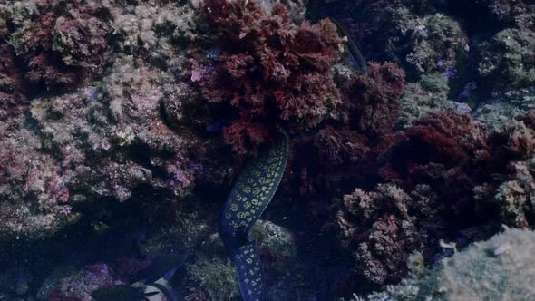 Moray eels hidding and moving between rocks in the mediterranean sea. Shot in slow motion.