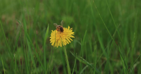 The Bee Flies Off the Dandelion Dusting It