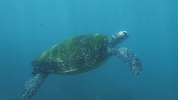 Underwater footage of a large Sea Turtle swimming slowly through the blue ocean with sunlight flicke