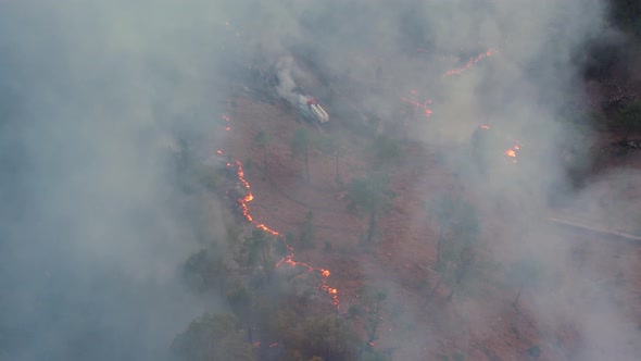 Big Forest Fire Fighting