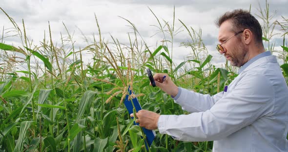 A Research Agronomist Stands in a Corn Field and Examines Corn Stalks with a Magnifying Glass and