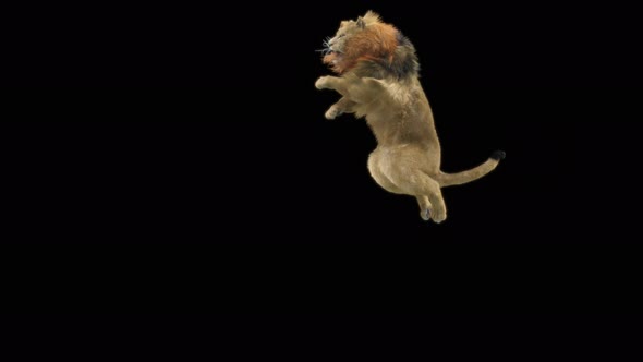 71 Lion Jumping Down 4K