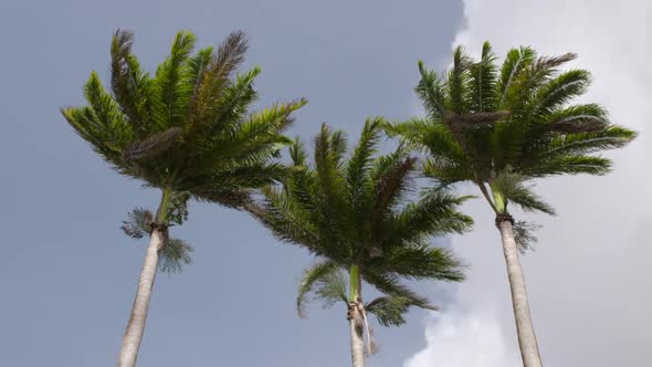 Palm trees in the wind	