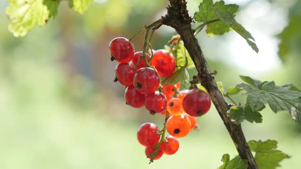 Ribes rubrum plant natural  shallow DOF  4K 2160p 30fps UltraHD footage - The  deciduous shrub redcu