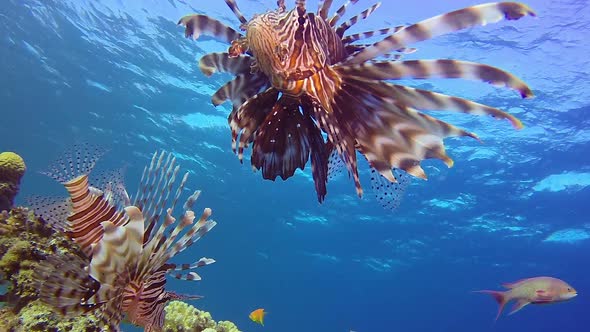 Red Sea Lion-Fish