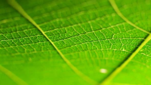 Green Leaf in Nature