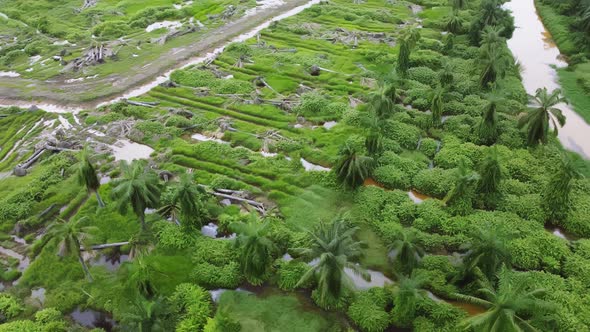 Aerial revealing deforest land clear