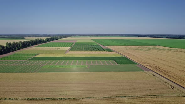 Beautiful Summer Landscape of a Corn Field