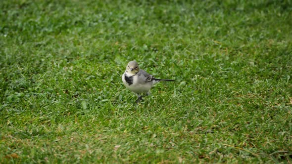 White Wagtail -Motacilla Alba- on Grass