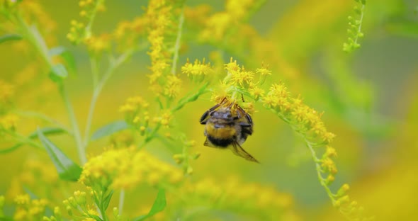 Shaggy Bumblebee Pollinating and Collects Nectar From the Yellow Flower of the Plant