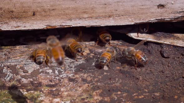 Bees entering a bee hive at a farm