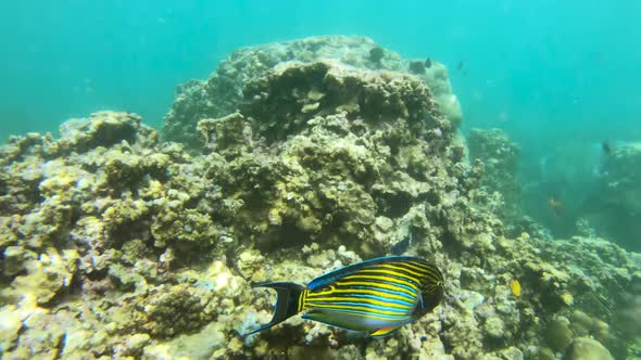 Snorkeling Around the Coral Reefs with Tropical Fishes