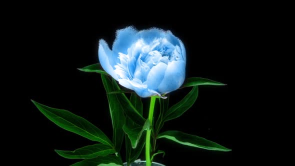 Futuristic Scene with Beautiful Blue Peony