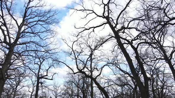 Aerial View of a Forest Without Leaves Slow Motion