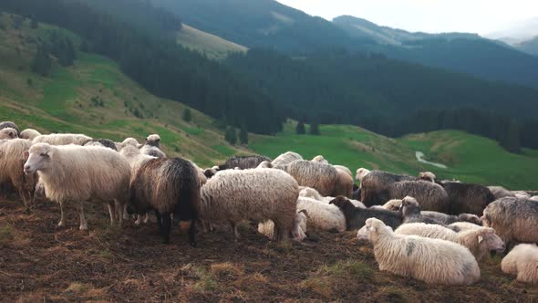 Flock of Sheep in the Carpathian Mountains