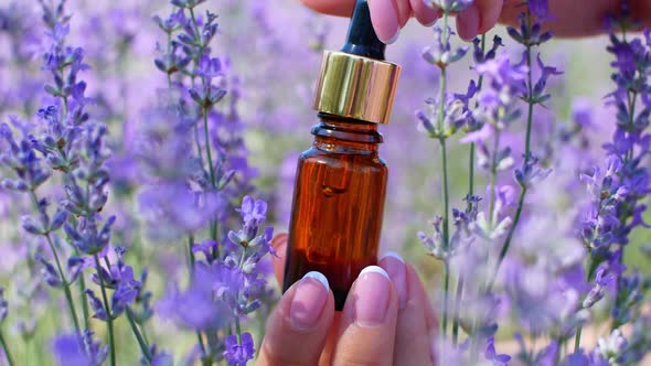 The lavender essential oil in a beautiful bottle in a female hand against lavender background