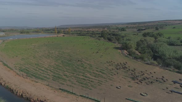 Drone flies next to camp with loads of ostriches in it. Oudtshoorn, South Africa.