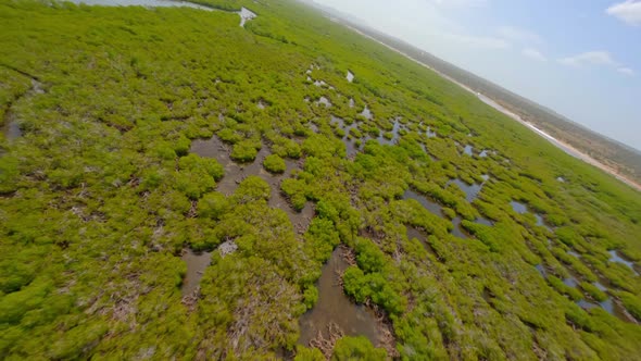 Crazy aerial drone fpv flight over mangroves at Parque Nacional El Morro, Montecristi in Dominican R