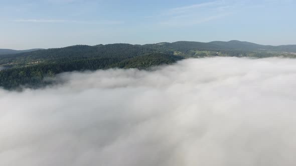 Thick Fog And Pine Forest