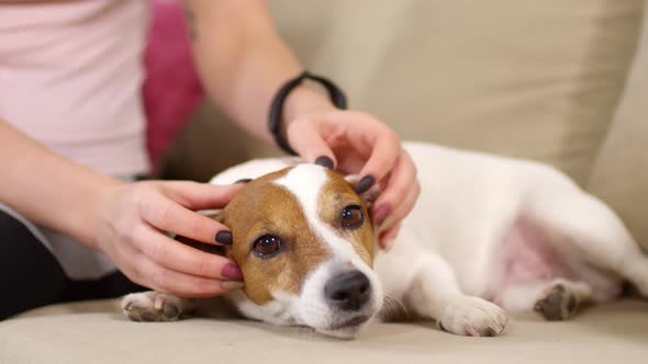 Hands of Woman Petting Jack Russell Terrier Dog on Sofa