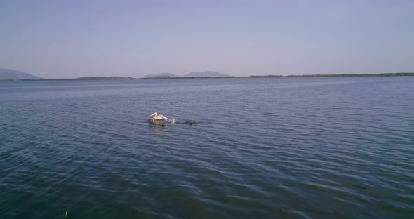 Pelican on the Salt Lakes of Vlore Albania