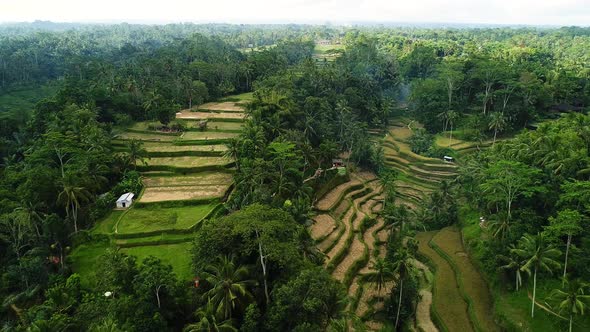 Amazing Landscape Above Rice Field