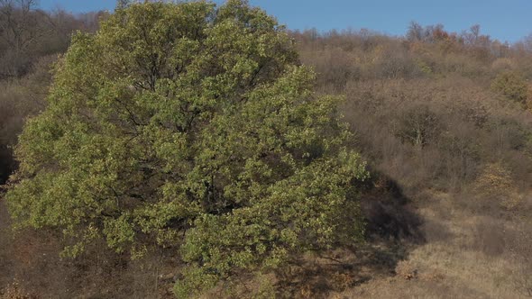 Flight nearby old oak treetop from genus Quercus 4K drone video