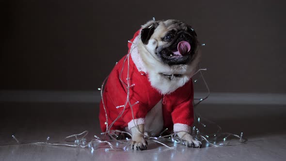 Funny Pug Dog Dressed in a New Year's Costume and a Garland