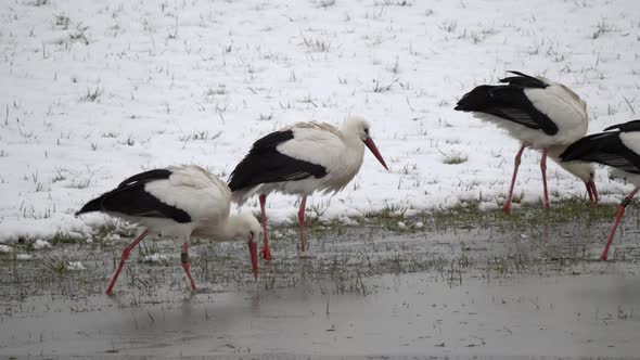Tracking shot showing group of storks looking for food in frozen lake during cold snowy winter day i