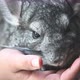 Chinchilla Striped Gray in Girl's Arms. Close-Up Shoot. Front View. - VideoHive Item for Sale