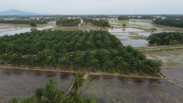 Aerial fly over oil palm plantation